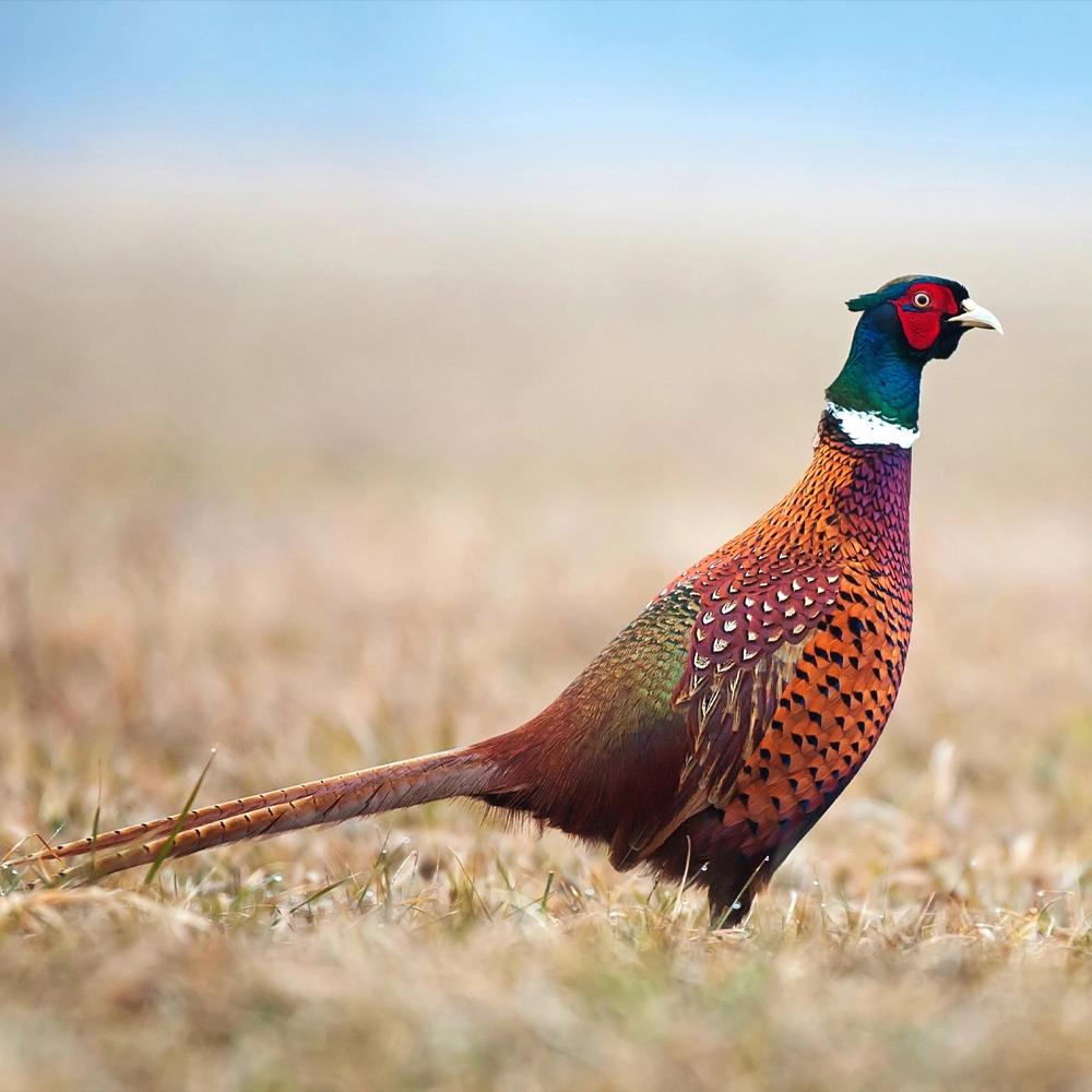 Pheasant Food Plot Mix