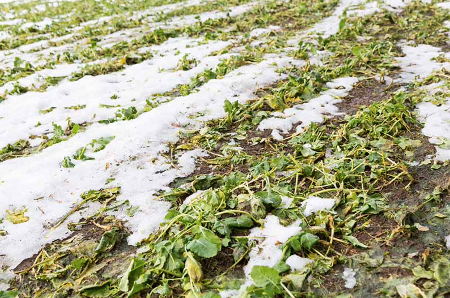 Designing Winter-Kill Cover Crop Mixes to Simplify Spring Planting