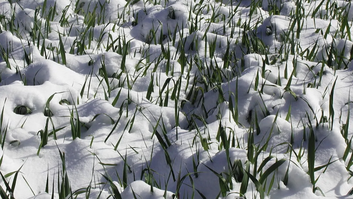 Designing Cover Crop Mixes That Survive Nebraska Winters