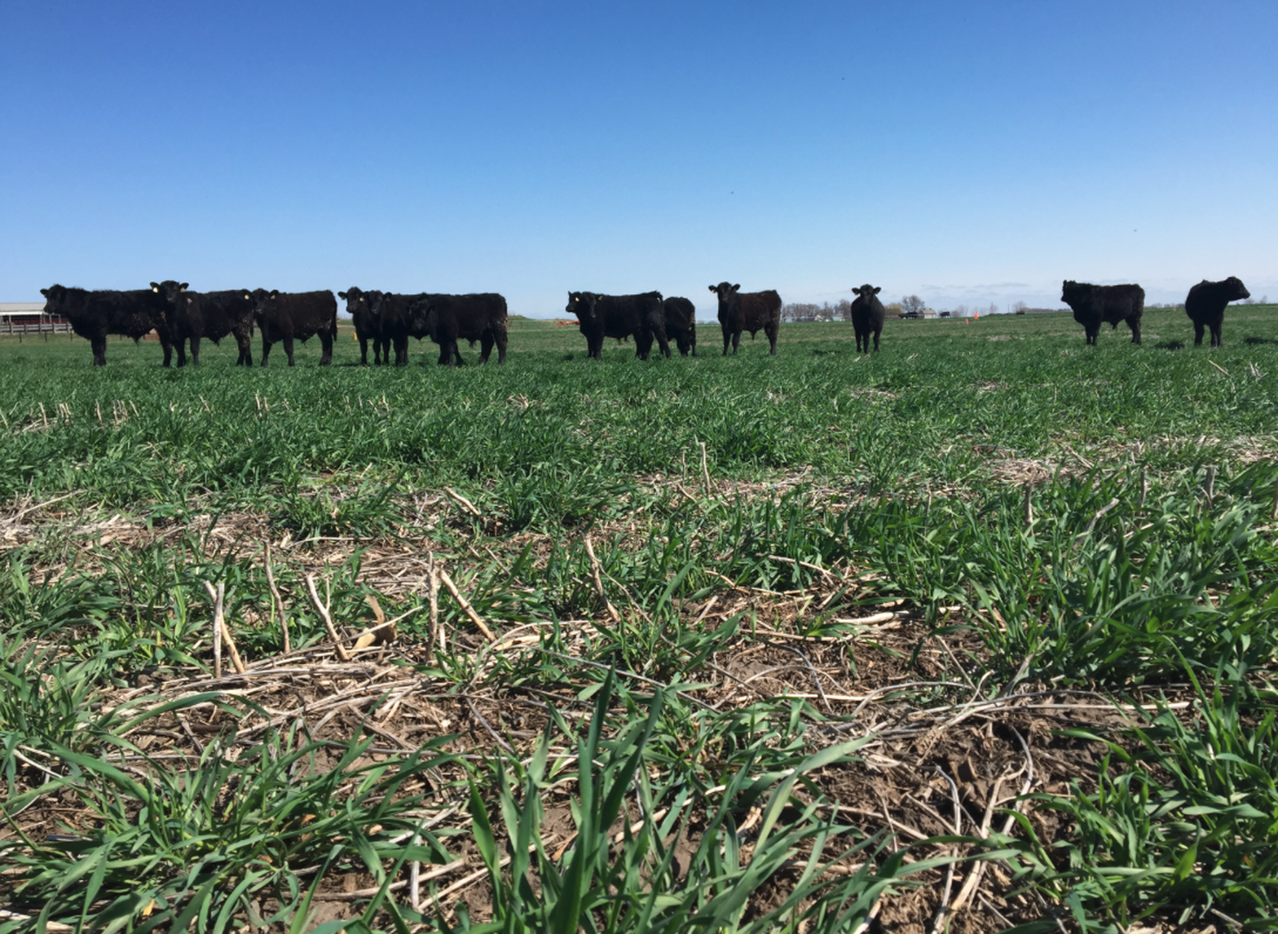 Termination Strategies for Nebraska Cover Crops: What Farmers Need to Know