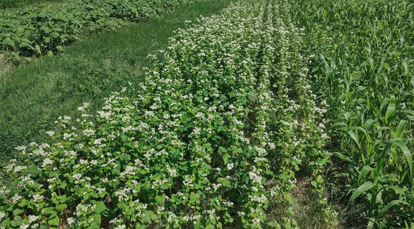 Summer Cover Crop Options for Nebraska After Wheat or Prevent Plant