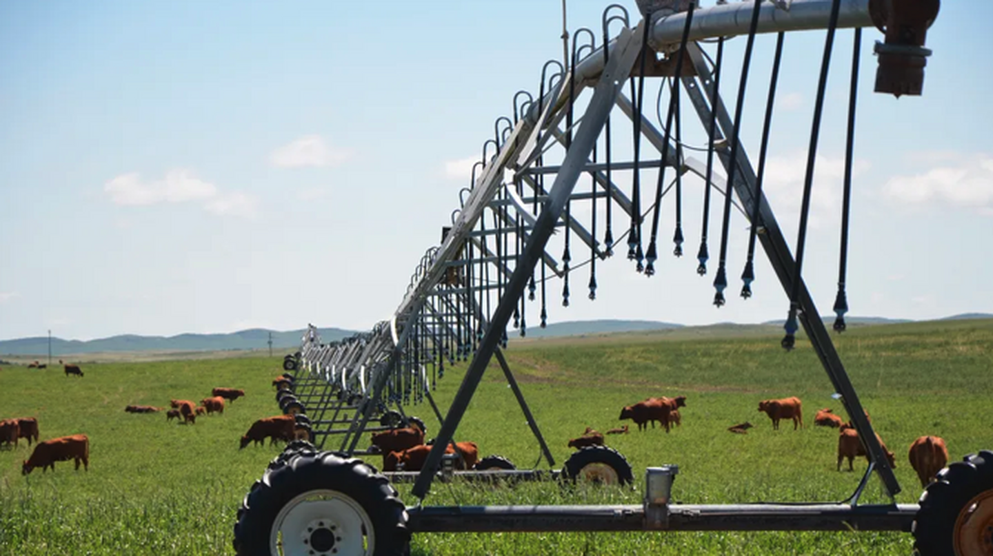 Cover Crops in Irrigated vs. Dryland Systems: Making the Right Choice for Your Farm