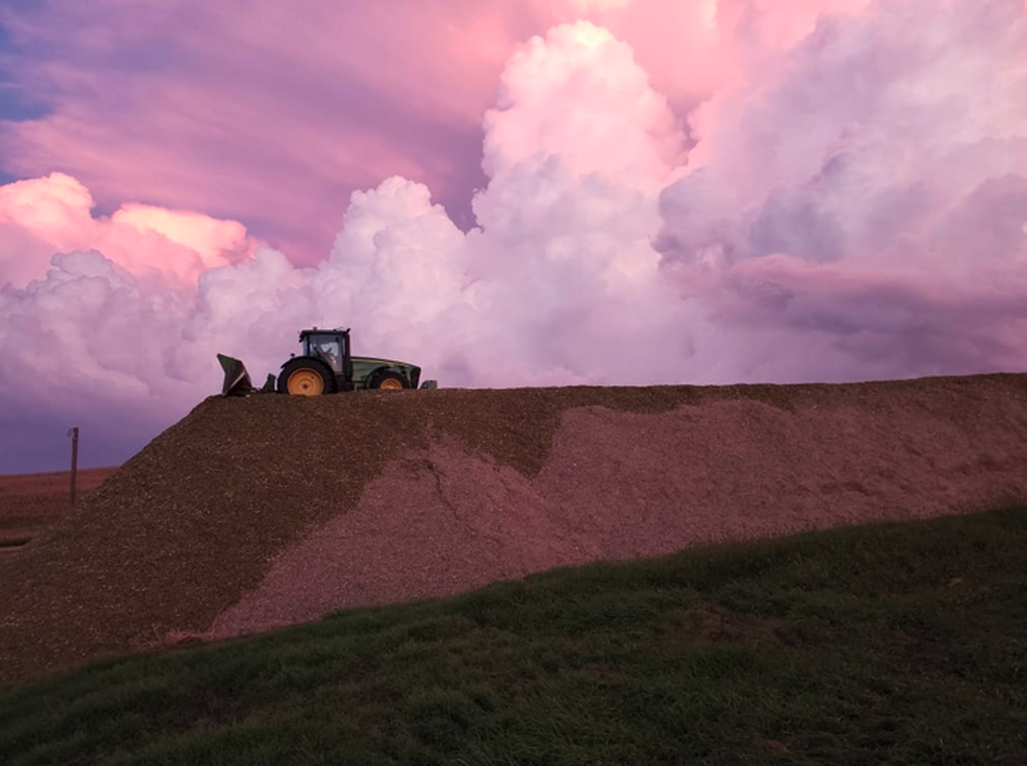 Cover Crops After Corn Silage: Turning a Nutrient Loss into a Soil Gain