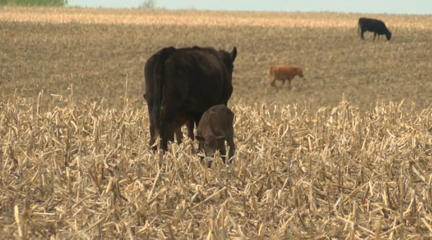 Integrating Livestock with Cover Crops in Nebraska Row Crops