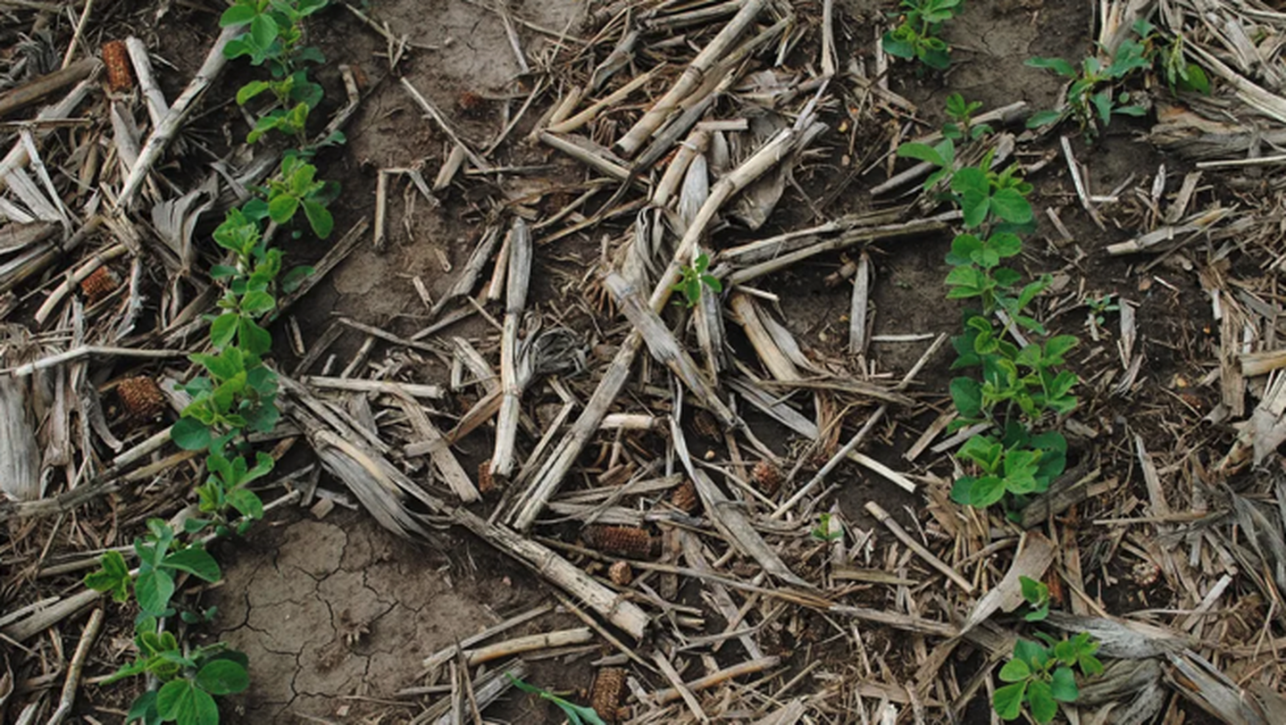 How Cover Crops Improve Soil Structure in High-Clay Nebraska Fields